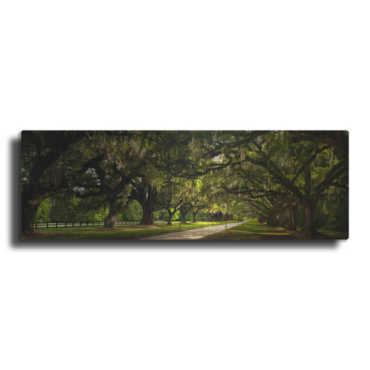 Luxe Metal Art 'Southern Canopy' by Natalie Mikaels, Metal Wall Art