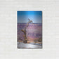 Luxe Metal Art ' Dead Tree In Grand Canyon II' by Robin Vandenabeele, Metal Wall Art,24x36