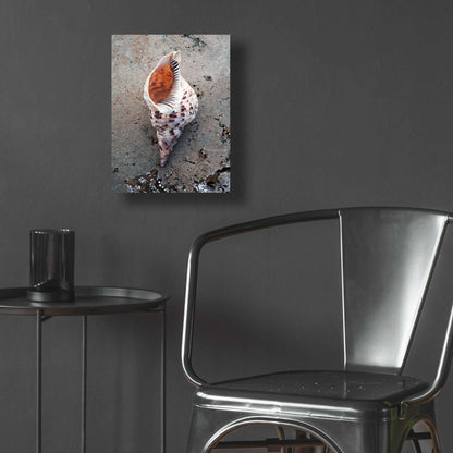 Epic Art 'Spotted Conch Shell' by Elena Ray, Acrylic Glass Wall Art,12x16