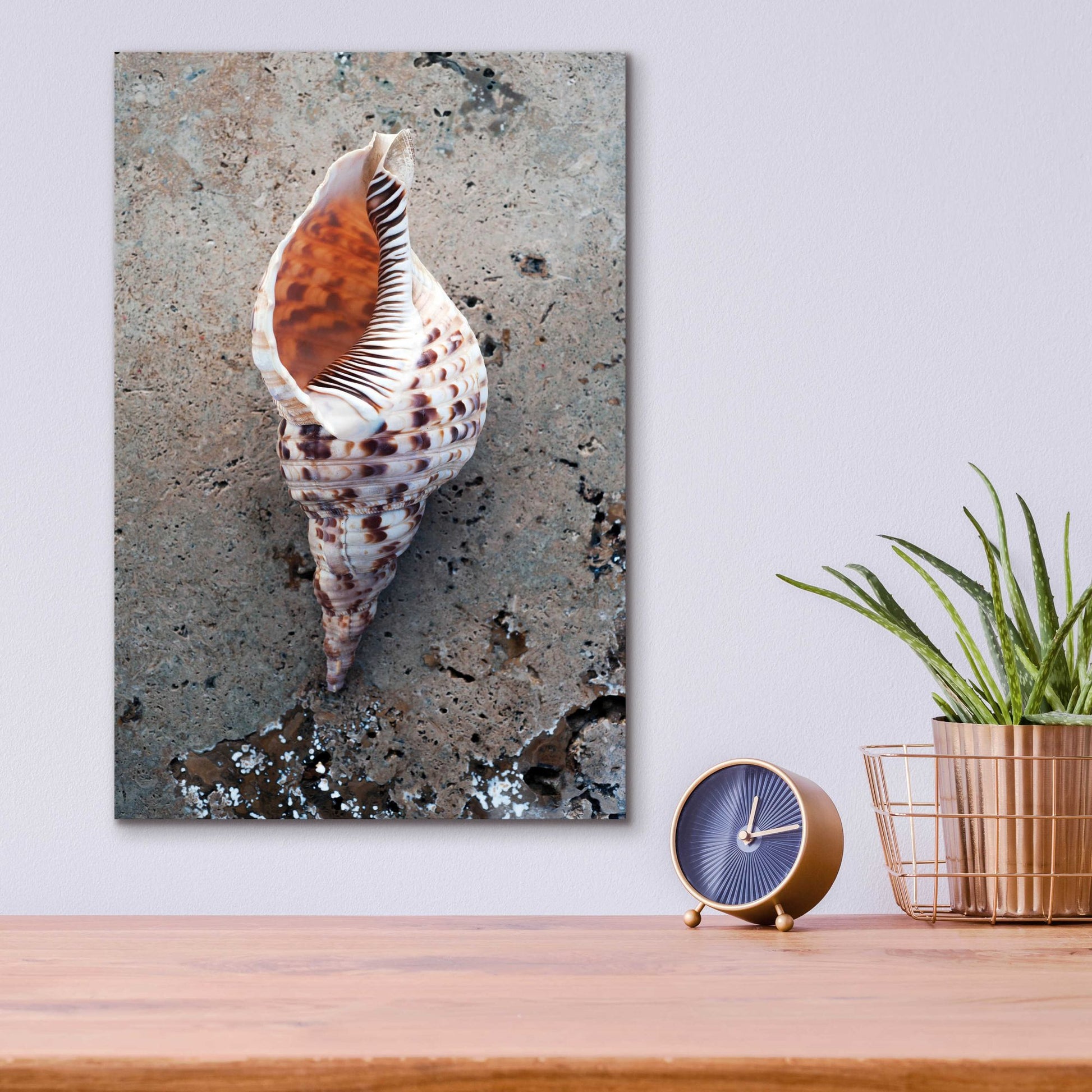 Epic Art 'Spotted Conch Shell' by Elena Ray, Acrylic Glass Wall Art,12x16