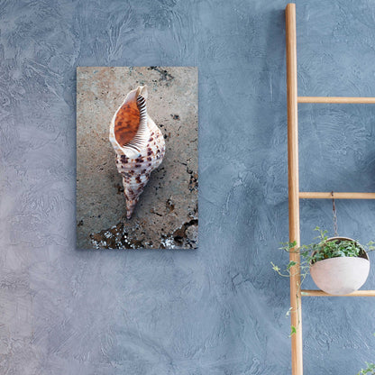 Epic Art 'Spotted Conch Shell' by Elena Ray, Acrylic Glass Wall Art,16x24