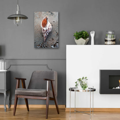 Epic Art 'Spotted Conch Shell' by Elena Ray, Acrylic Glass Wall Art,16x24