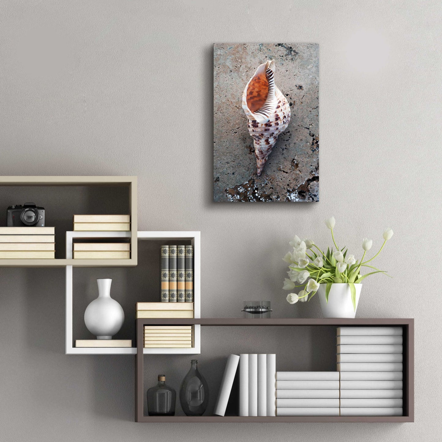 Epic Art 'Spotted Conch Shell' by Elena Ray, Acrylic Glass Wall Art,16x24