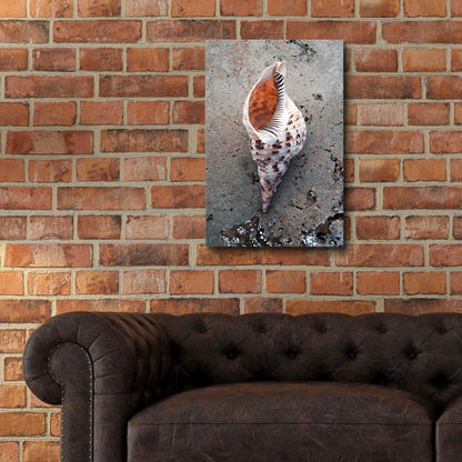 Epic Art 'Spotted Conch Shell' by Elena Ray, Acrylic Glass Wall Art,16x24