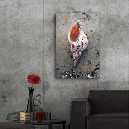 Epic Art 'Spotted Conch Shell' by Elena Ray, Acrylic Glass Wall Art,24x36