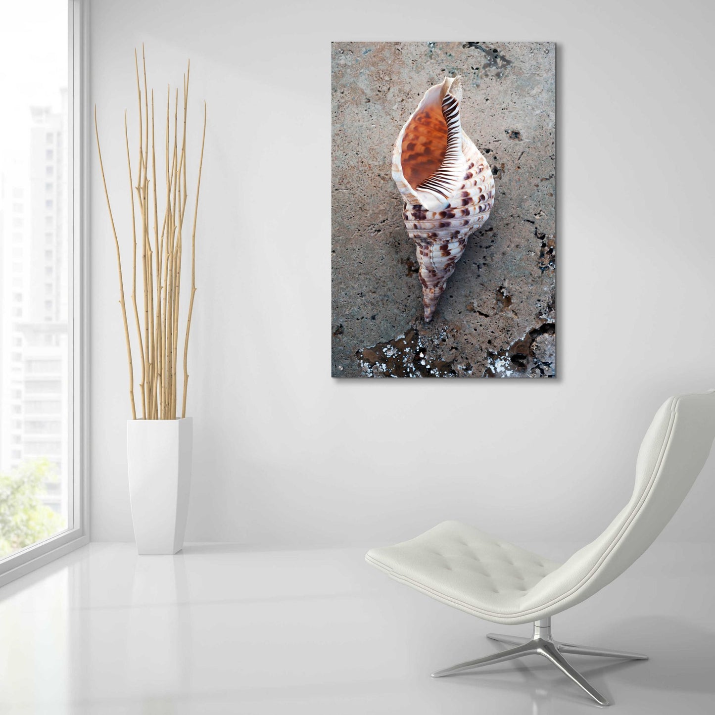 Epic Art 'Spotted Conch Shell' by Elena Ray, Acrylic Glass Wall Art,24x36