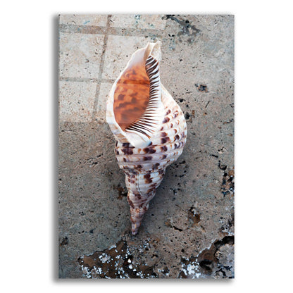 Epic Art 'Spotted Conch Shell' by Elena Ray, Acrylic Glass Wall Art