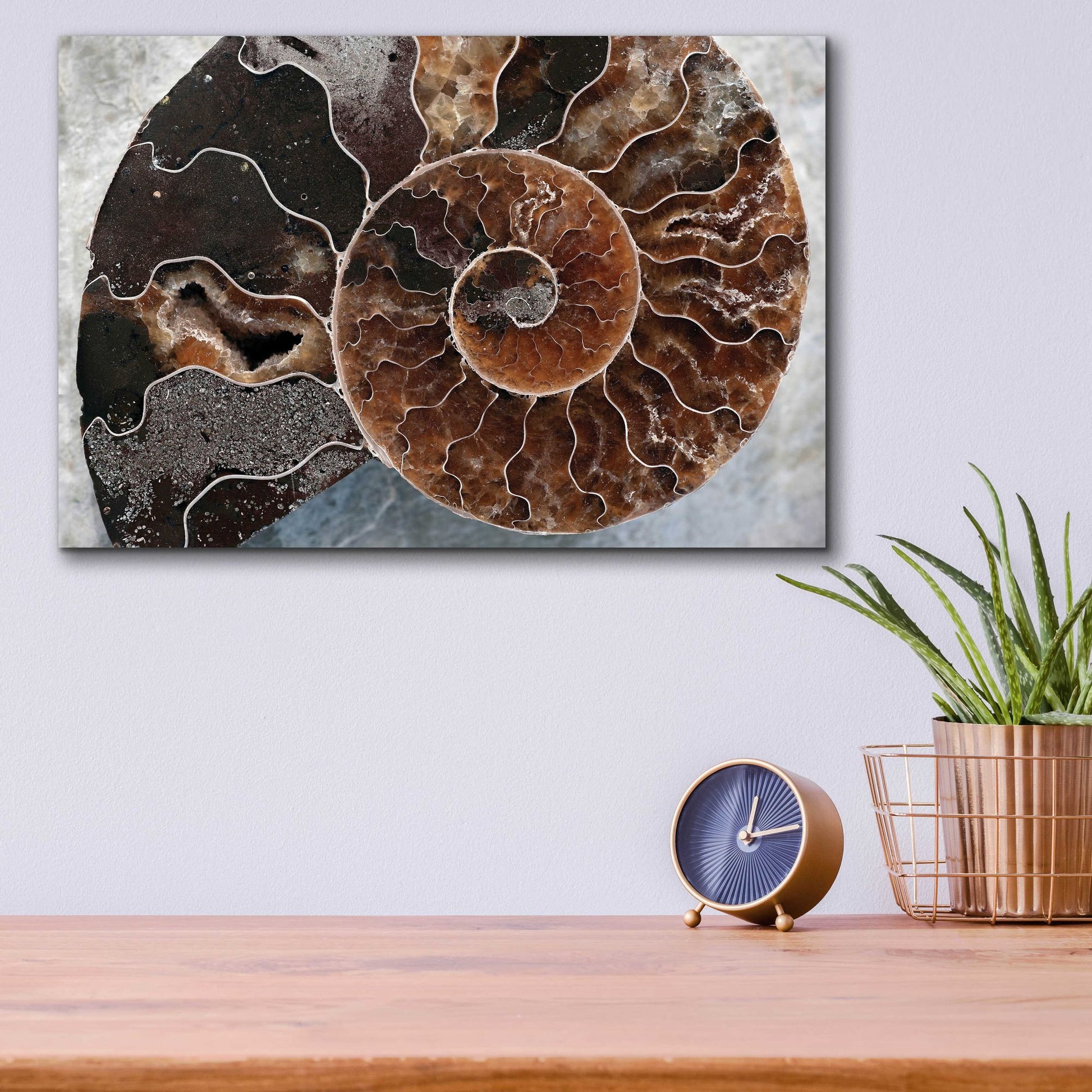 Epic Art 'Ammonite Spiral' by Elena Ray, Acrylic Glass Wall Art,16x12