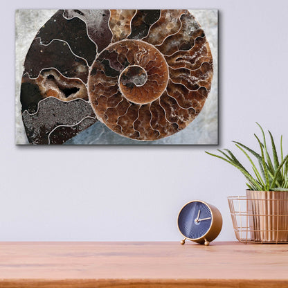 Epic Art 'Ammonite Spiral' by Elena Ray, Acrylic Glass Wall Art,16x12