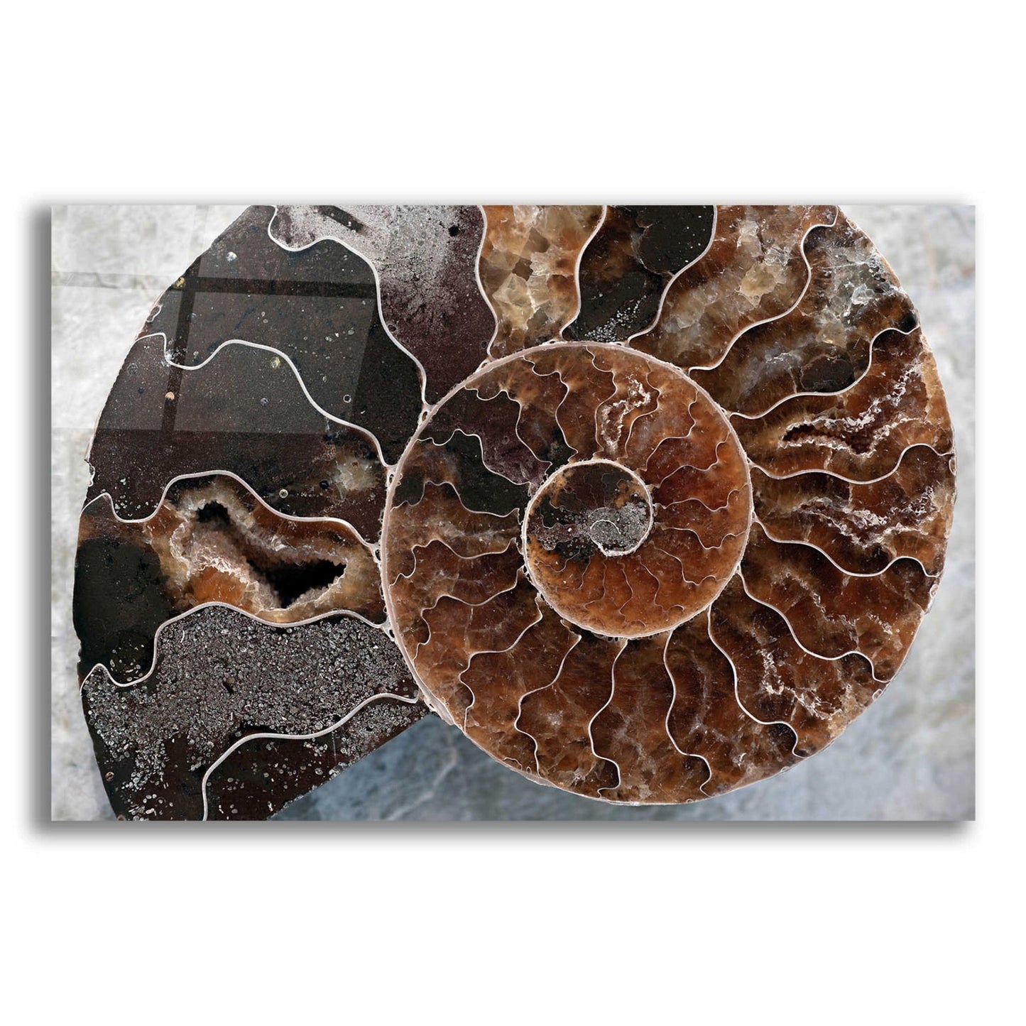 Epic Art 'Ammonite Spiral' by Elena Ray, Acrylic Glass Wall Art,24x16