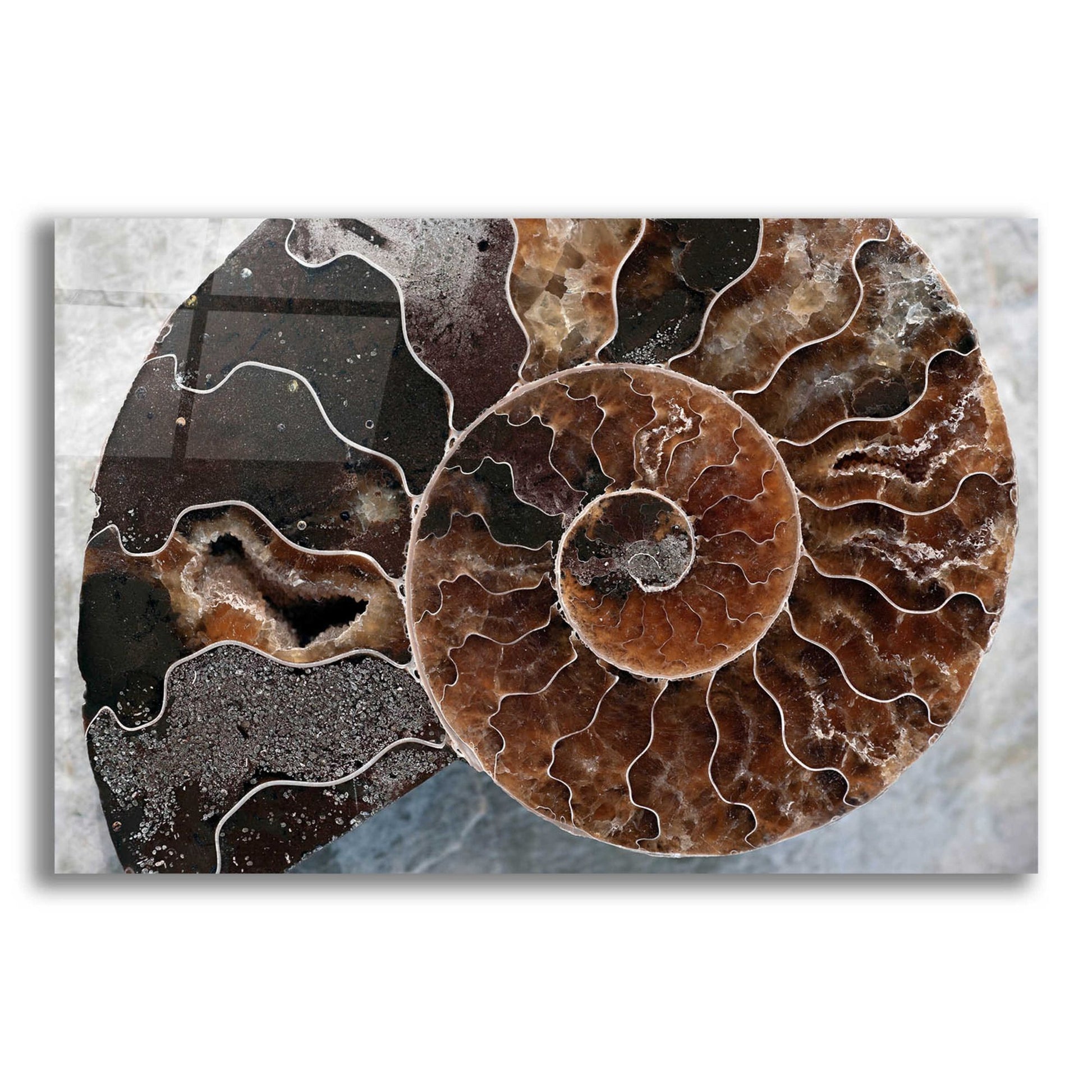 Epic Art 'Ammonite Spiral' by Elena Ray, Acrylic Glass Wall Art,24x16