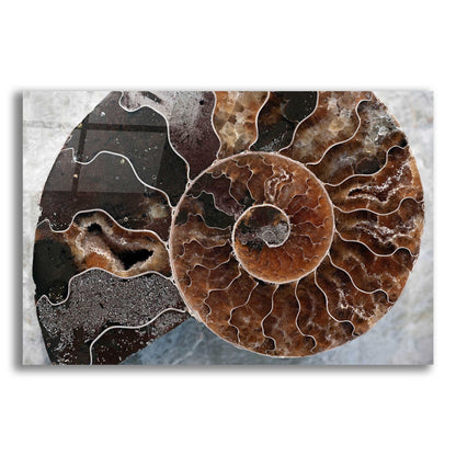 Epic Art 'Ammonite Spiral' by Elena Ray, Acrylic Glass Wall Art,24x16