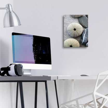 Epic Art 'Sea Urchins' by Elena Ray, Acrylic Glass Wall Art,12x16