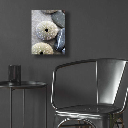 Epic Art 'Sea Urchins' by Elena Ray, Acrylic Glass Wall Art,12x16