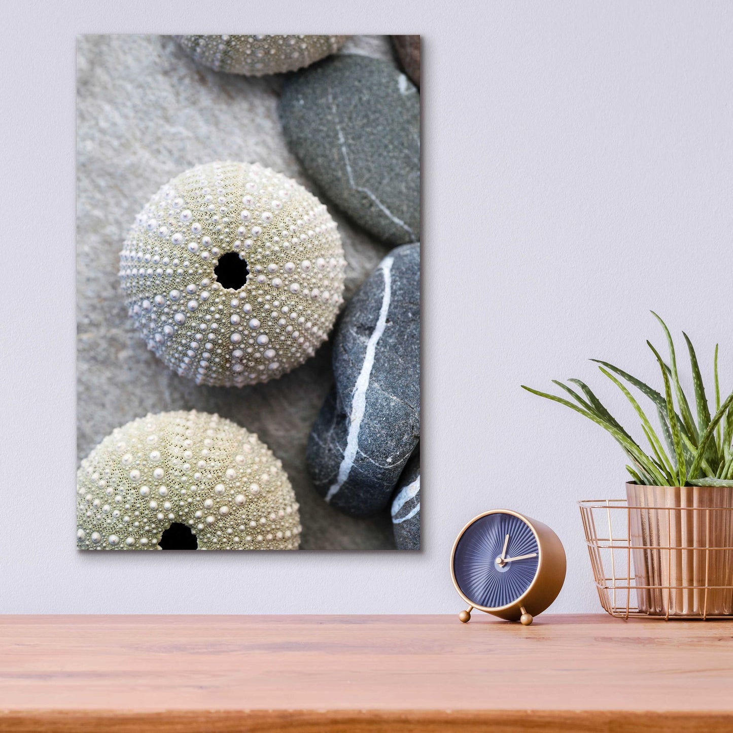Epic Art 'Sea Urchins' by Elena Ray, Acrylic Glass Wall Art,12x16