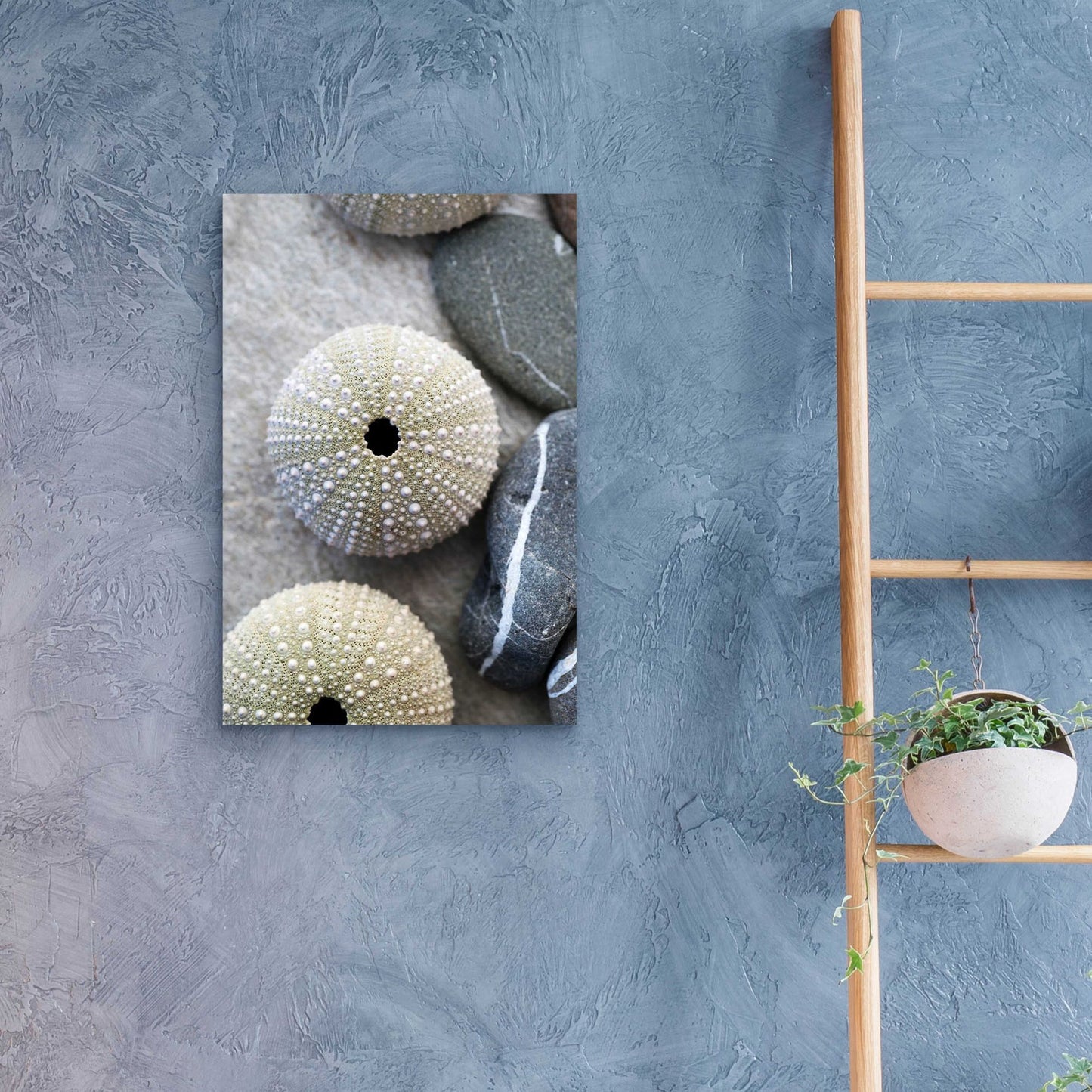 Epic Art 'Sea Urchins' by Elena Ray, Acrylic Glass Wall Art,16x24