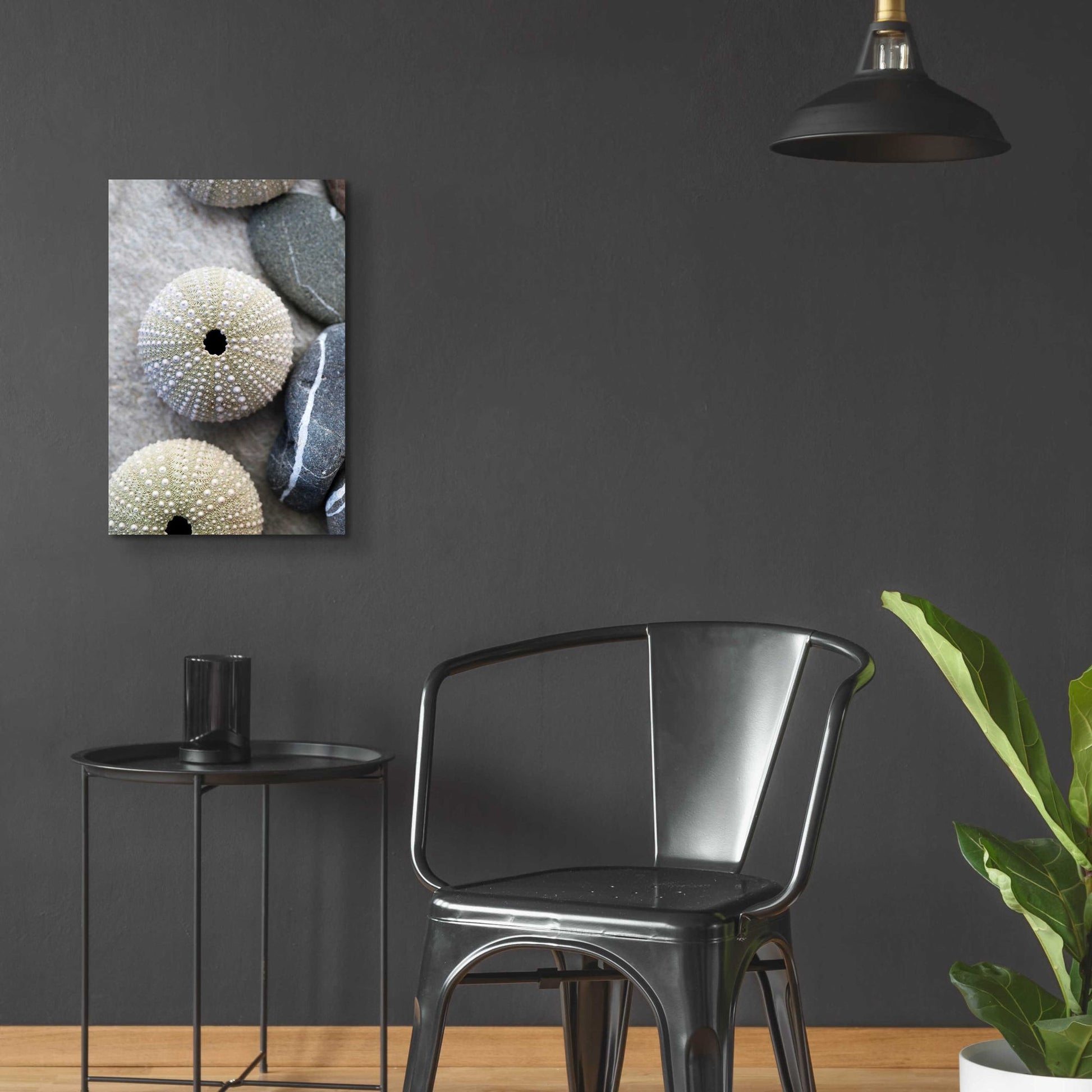 Epic Art 'Sea Urchins' by Elena Ray, Acrylic Glass Wall Art,16x24