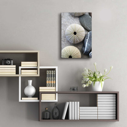 Epic Art 'Sea Urchins' by Elena Ray, Acrylic Glass Wall Art,16x24