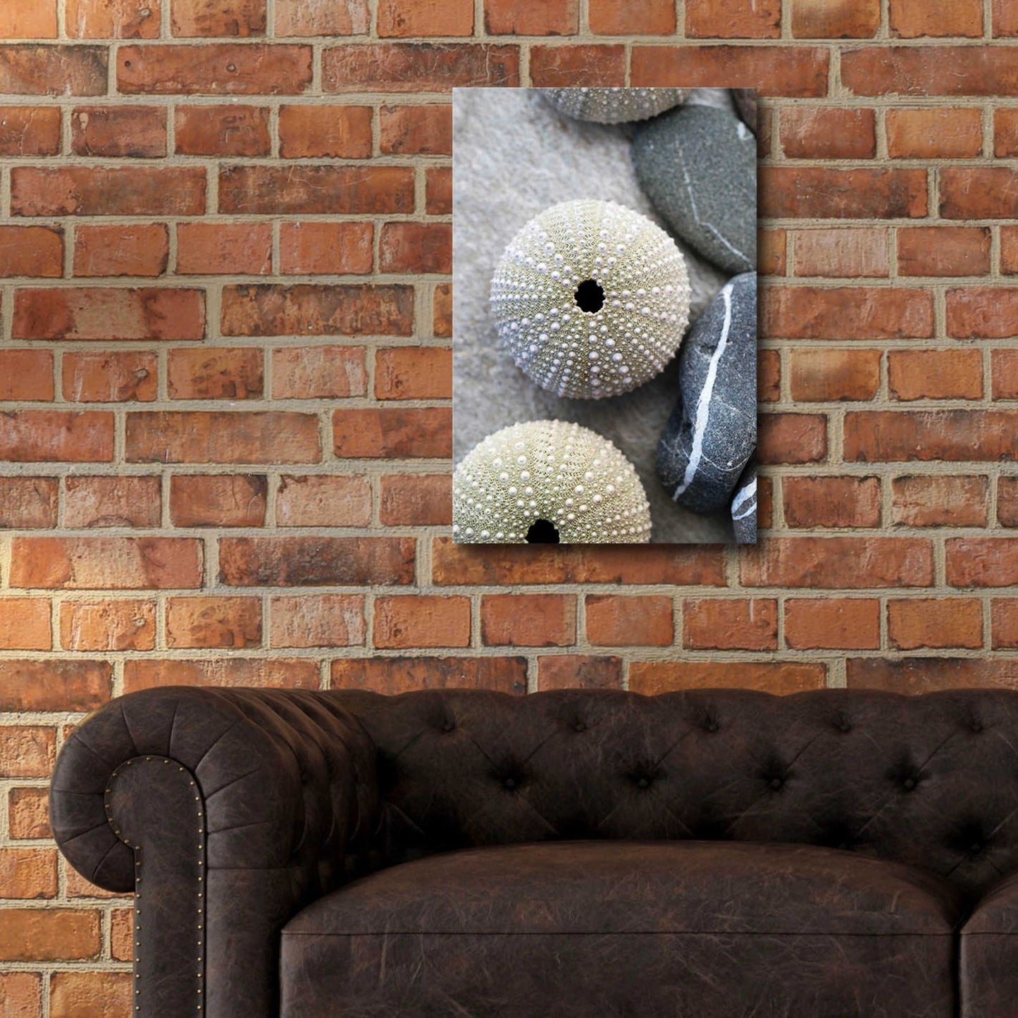 Epic Art 'Sea Urchins' by Elena Ray, Acrylic Glass Wall Art,16x24