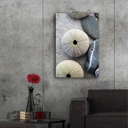 Epic Art 'Sea Urchins' by Elena Ray, Acrylic Glass Wall Art,24x36