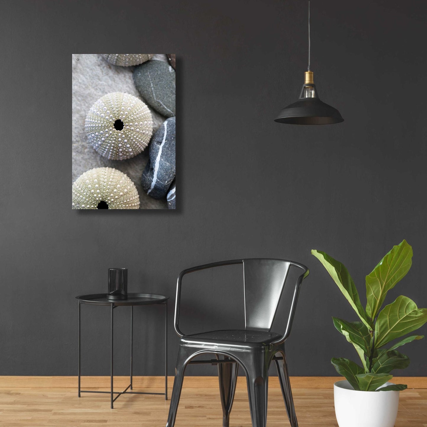 Epic Art 'Sea Urchins' by Elena Ray, Acrylic Glass Wall Art,24x36