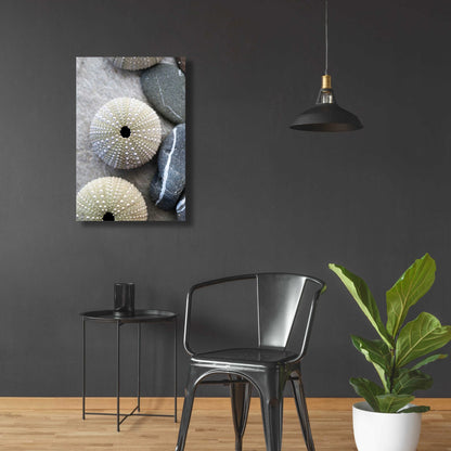 Epic Art 'Sea Urchins' by Elena Ray, Acrylic Glass Wall Art,24x36