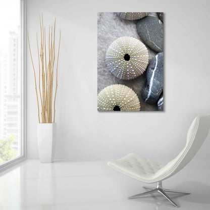 Epic Art 'Sea Urchins' by Elena Ray, Acrylic Glass Wall Art,24x36