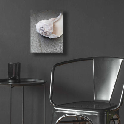 Epic Art 'Conch on Grey Stone' by Elena Ray, Acrylic Glass Wall Art,12x16