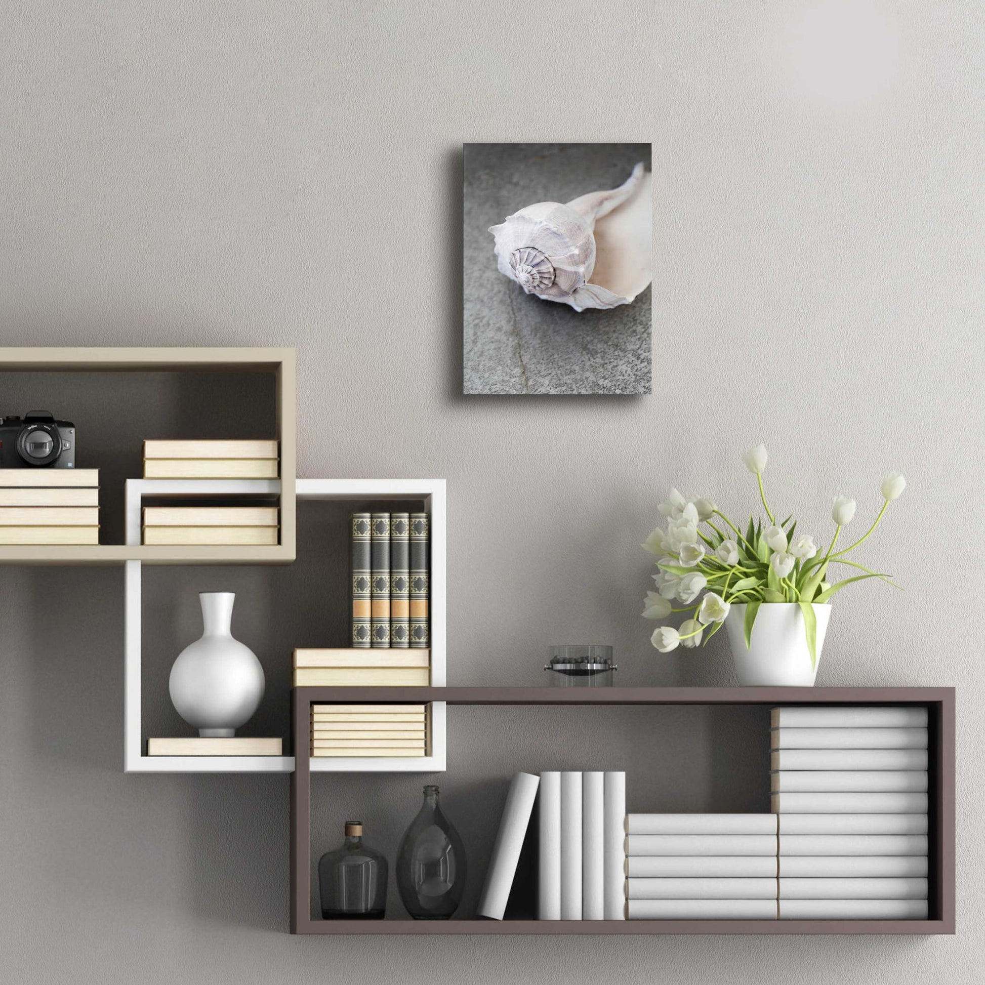 Epic Art 'Conch on Grey Stone' by Elena Ray, Acrylic Glass Wall Art,12x16