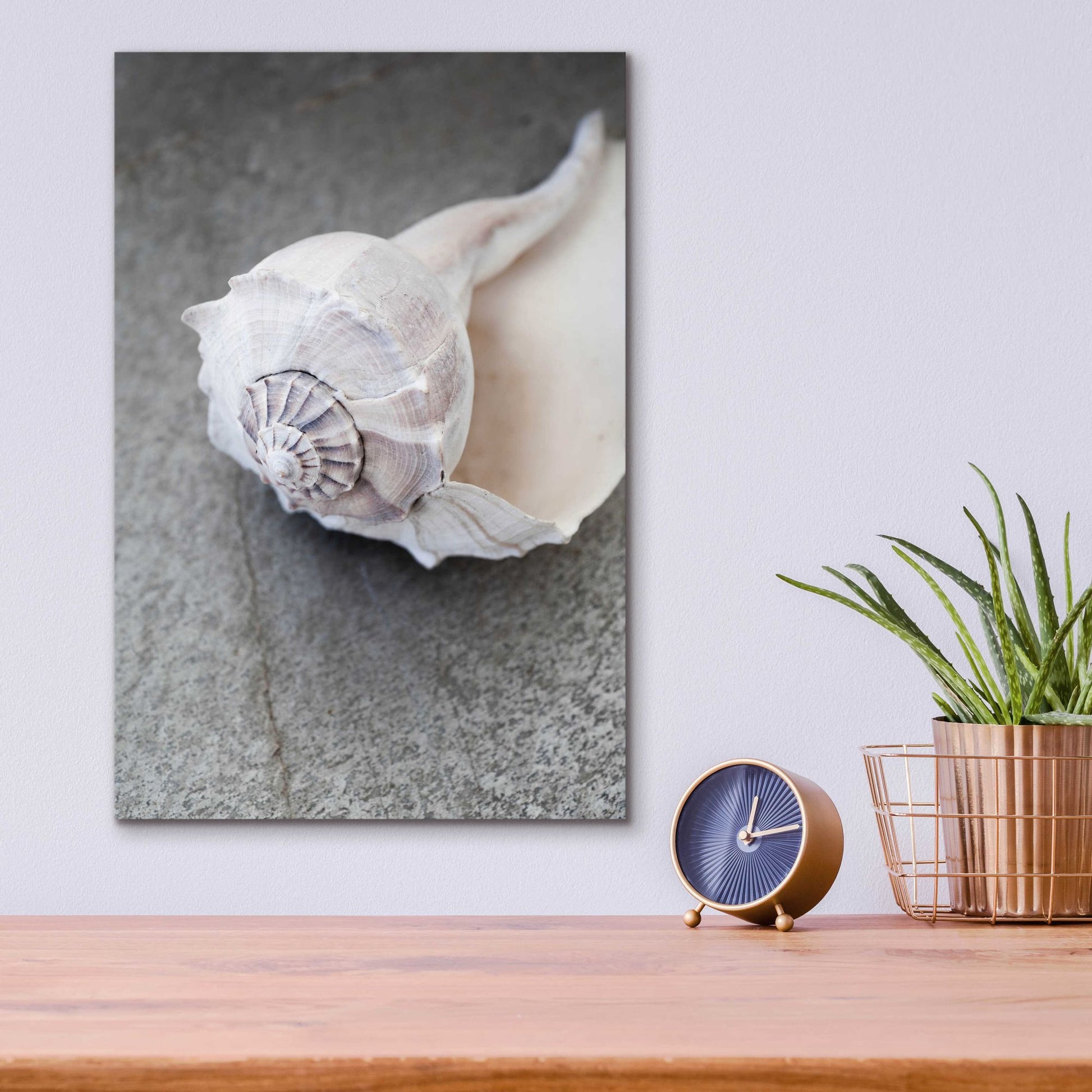 Epic Art 'Conch on Grey Stone' by Elena Ray, Acrylic Glass Wall Art,12x16