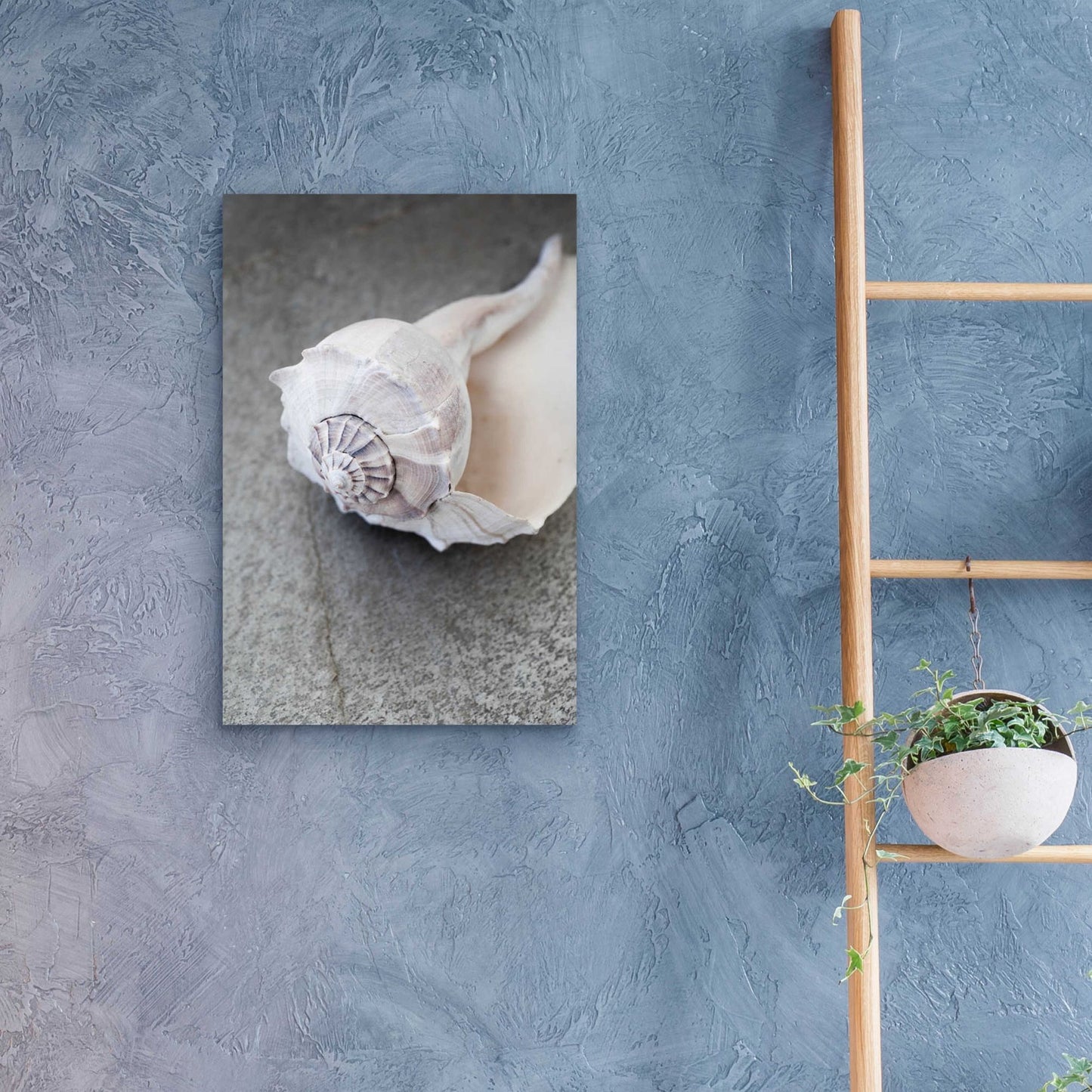 Epic Art 'Conch on Grey Stone' by Elena Ray, Acrylic Glass Wall Art,16x24