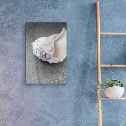 Epic Art 'Conch on Grey Stone' by Elena Ray, Acrylic Glass Wall Art,16x24