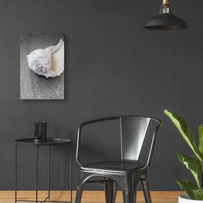 Epic Art 'Conch on Grey Stone' by Elena Ray, Acrylic Glass Wall Art,16x24