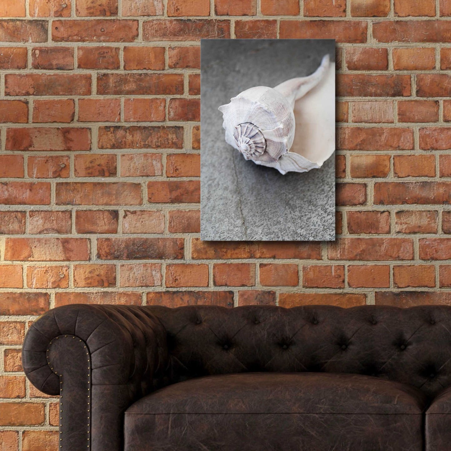 Epic Art 'Conch on Grey Stone' by Elena Ray, Acrylic Glass Wall Art,16x24