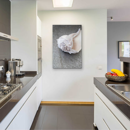 Epic Art 'Conch on Grey Stone' by Elena Ray, Acrylic Glass Wall Art,24x36