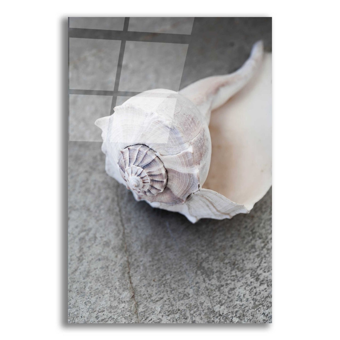 Epic Art 'Conch on Grey Stone' by Elena Ray, Acrylic Glass Wall Art