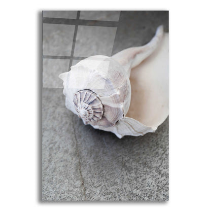 Epic Art 'Conch on Grey Stone' by Elena Ray, Acrylic Glass Wall Art