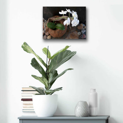 Epic Art 'Orchid Flowers' by Elena Ray, Acrylic Glass Wall Art,16x12