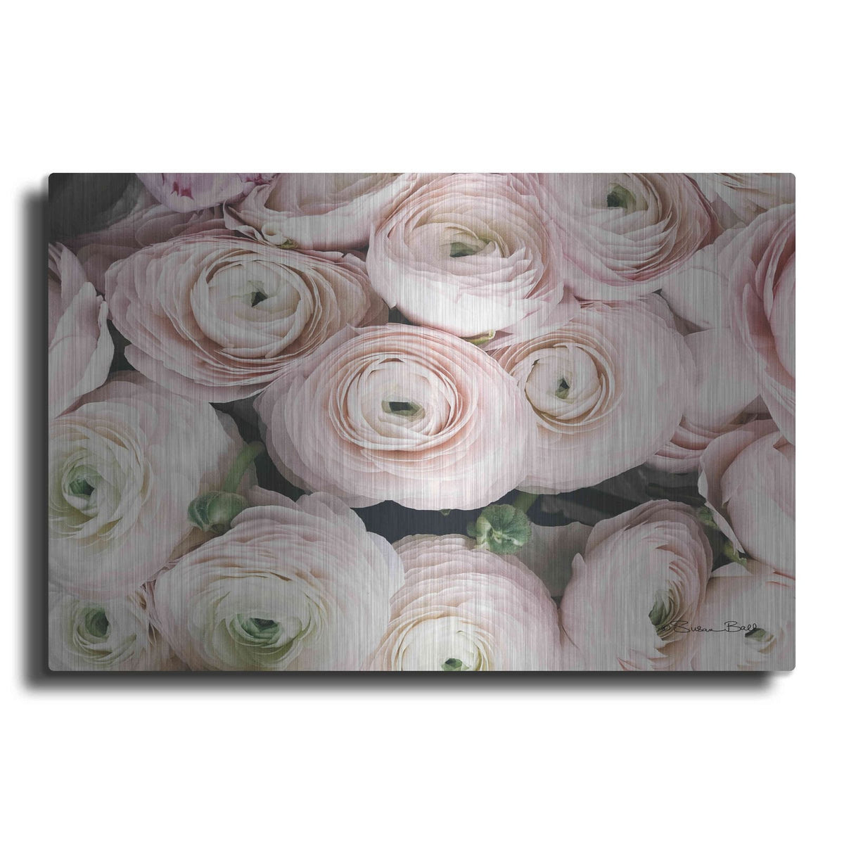 'Soft Pink Ranunculus' by Susan Ball – Metal Wall Art