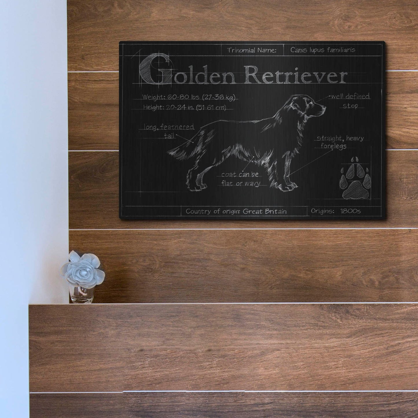 Luxe Metal Art 'Blueprint Golden Retriever' by Ethan Harper, Metal Wall Art,16x12