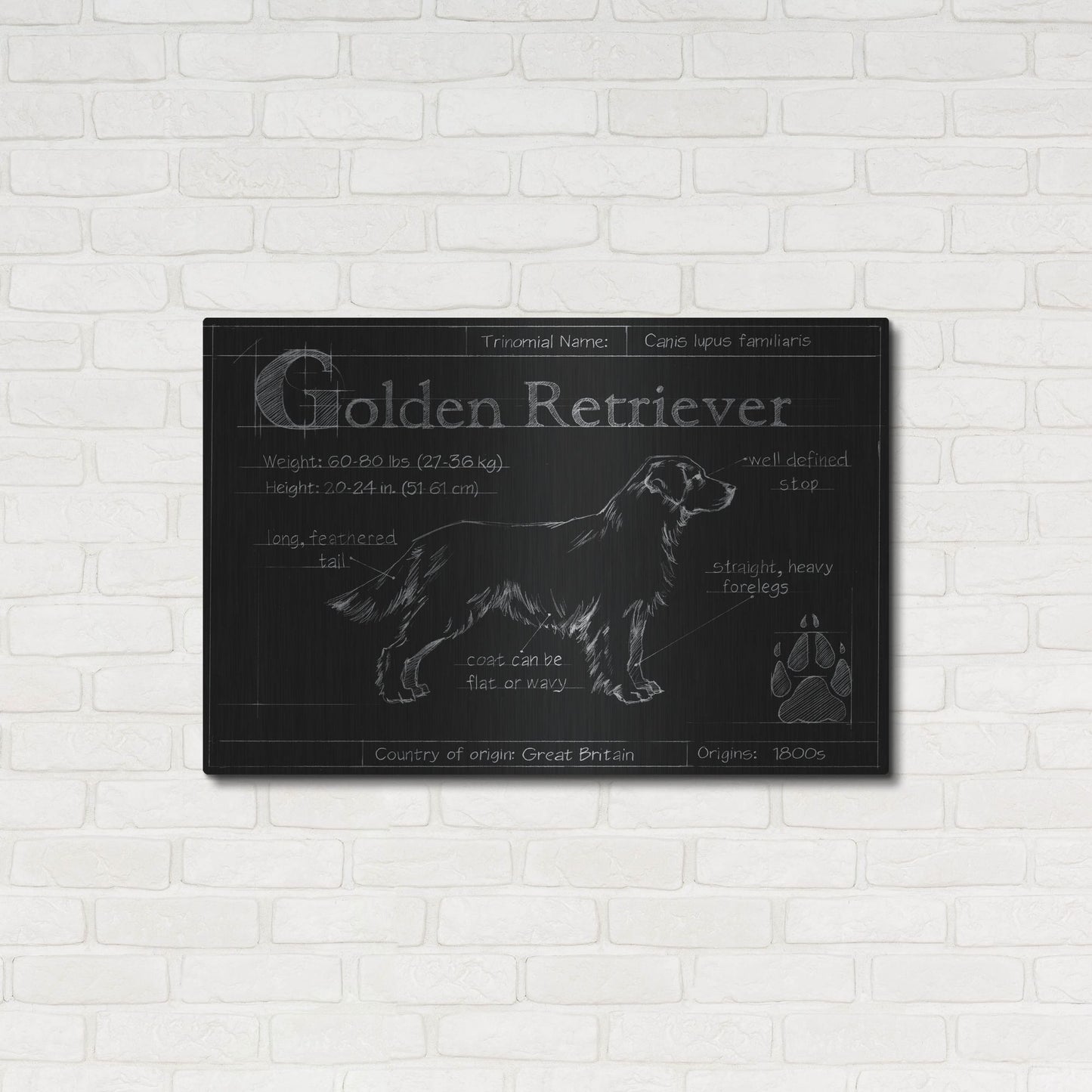 Luxe Metal Art 'Blueprint Golden Retriever' by Ethan Harper, Metal Wall Art,36x24