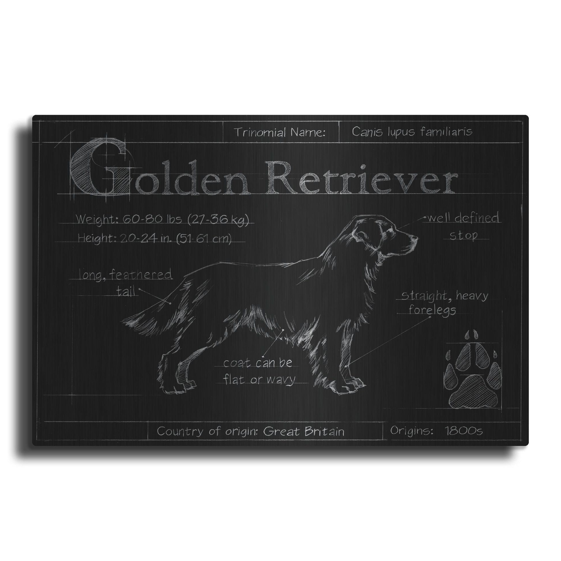 Luxe Metal Art 'Blueprint Golden Retriever' by Ethan Harper, Metal Wall Art