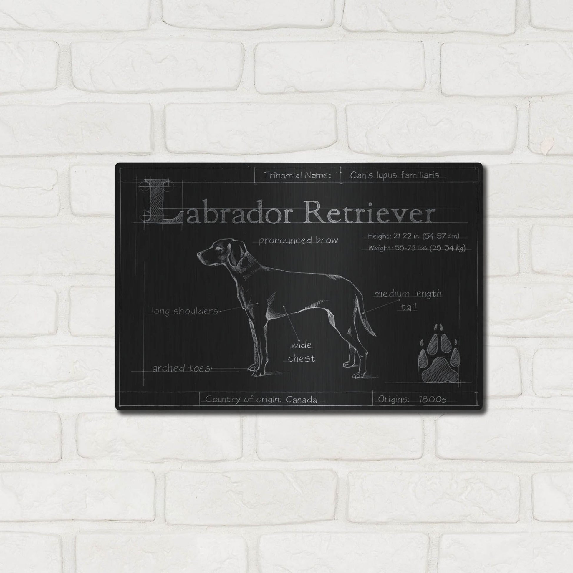 Luxe Metal Art 'Blueprint Labrador Retriever' by Ethan Harper, Metal Wall Art,16x12