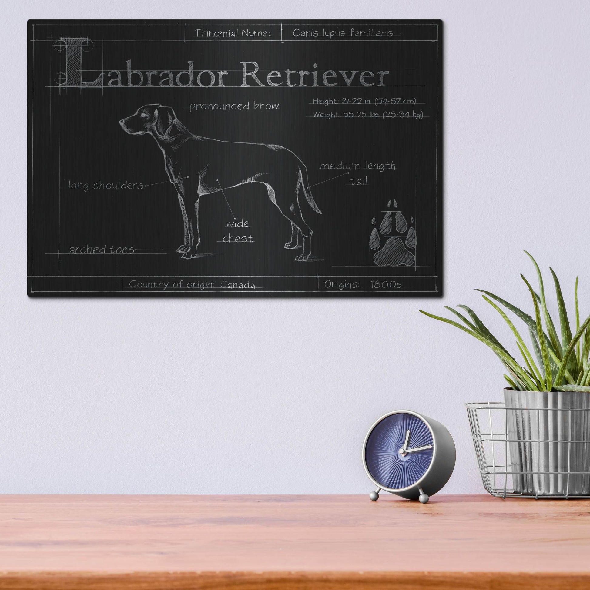 Luxe Metal Art 'Blueprint Labrador Retriever' by Ethan Harper, Metal Wall Art,16x12