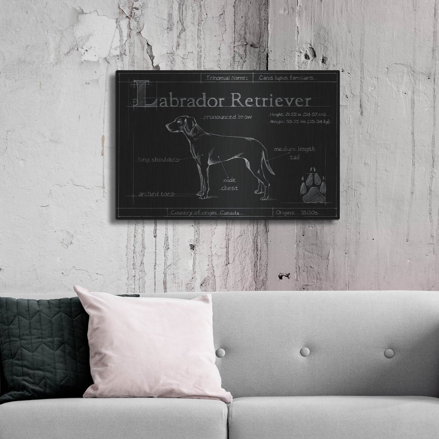 Luxe Metal Art 'Blueprint Labrador Retriever' by Ethan Harper, Metal Wall Art,36x24