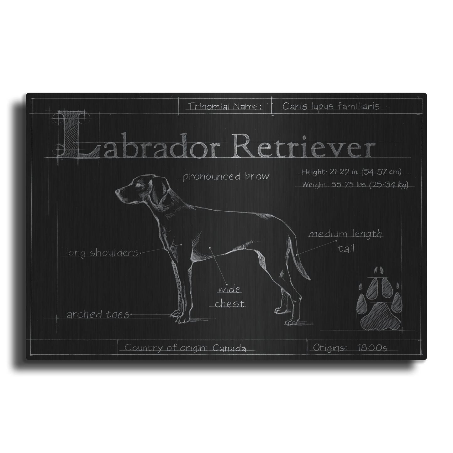 Luxe Metal Art 'Blueprint Labrador Retriever' by Ethan Harper, Metal Wall Art