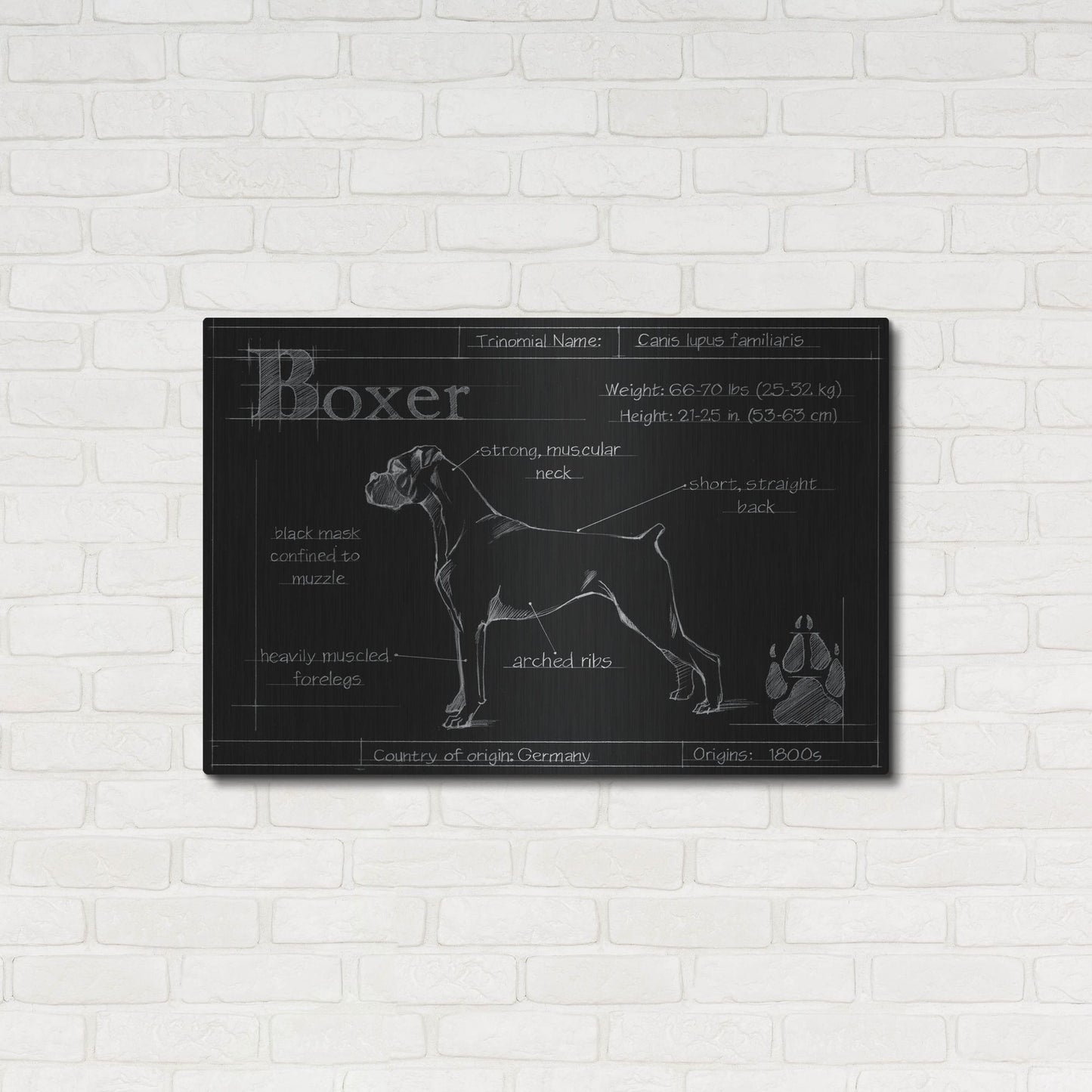 Luxe Metal Art 'Blueprint Boxer' by Ethan Harper, Metal Wall Art,36x24