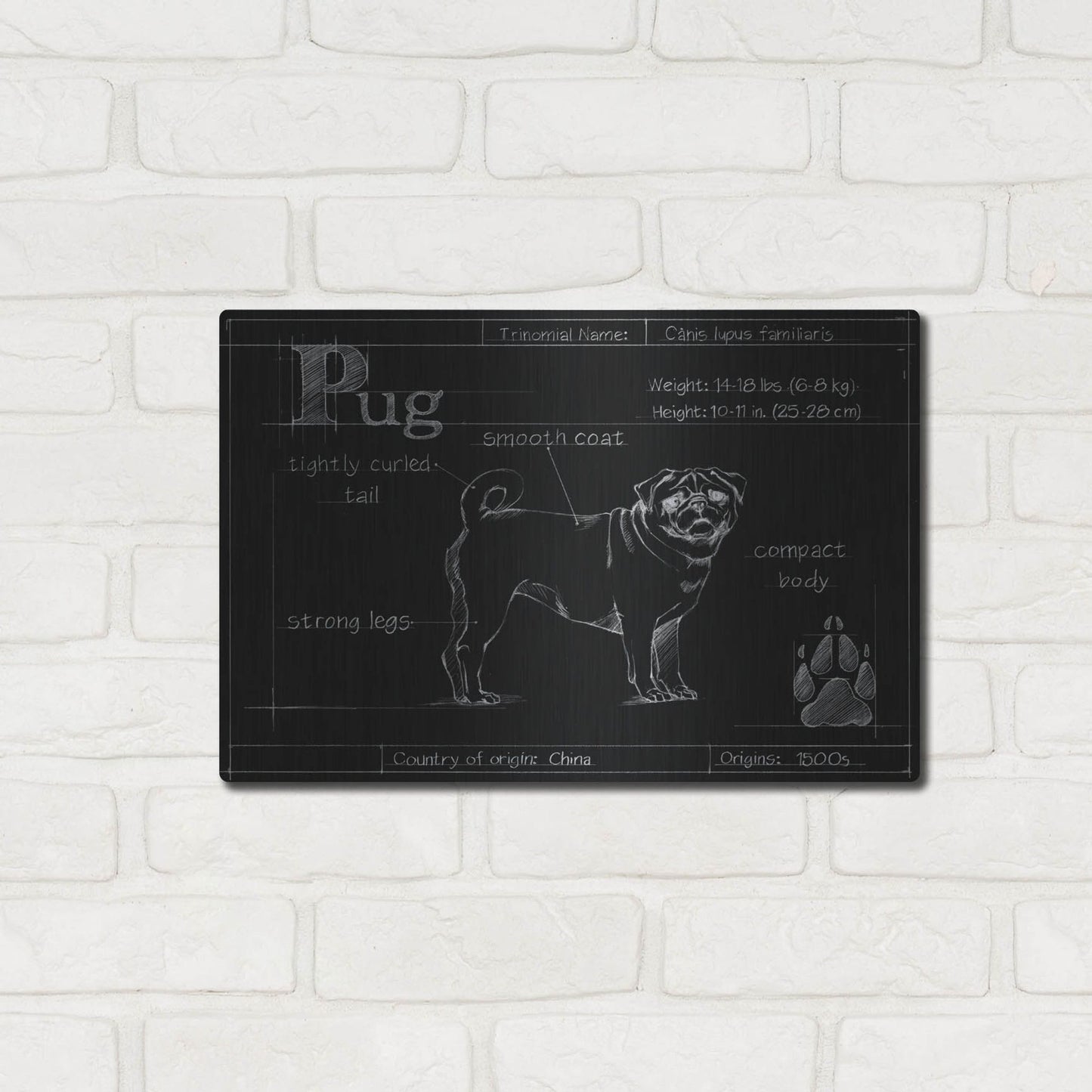 Luxe Metal Art 'Blueprint Pug' by Ethan Harper, Metal Wall Art,16x12