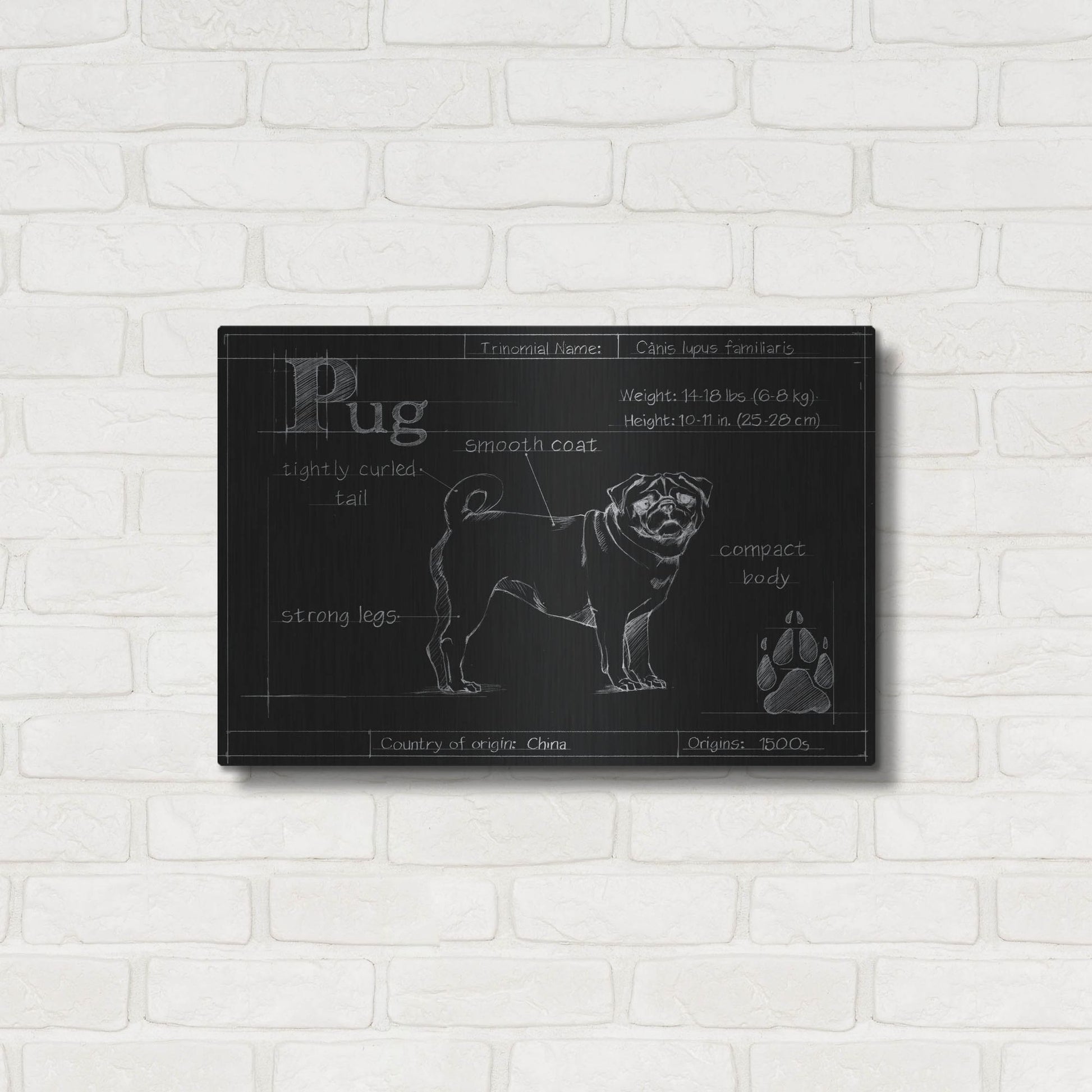 Luxe Metal Art 'Blueprint Pug' by Ethan Harper, Metal Wall Art,24x16