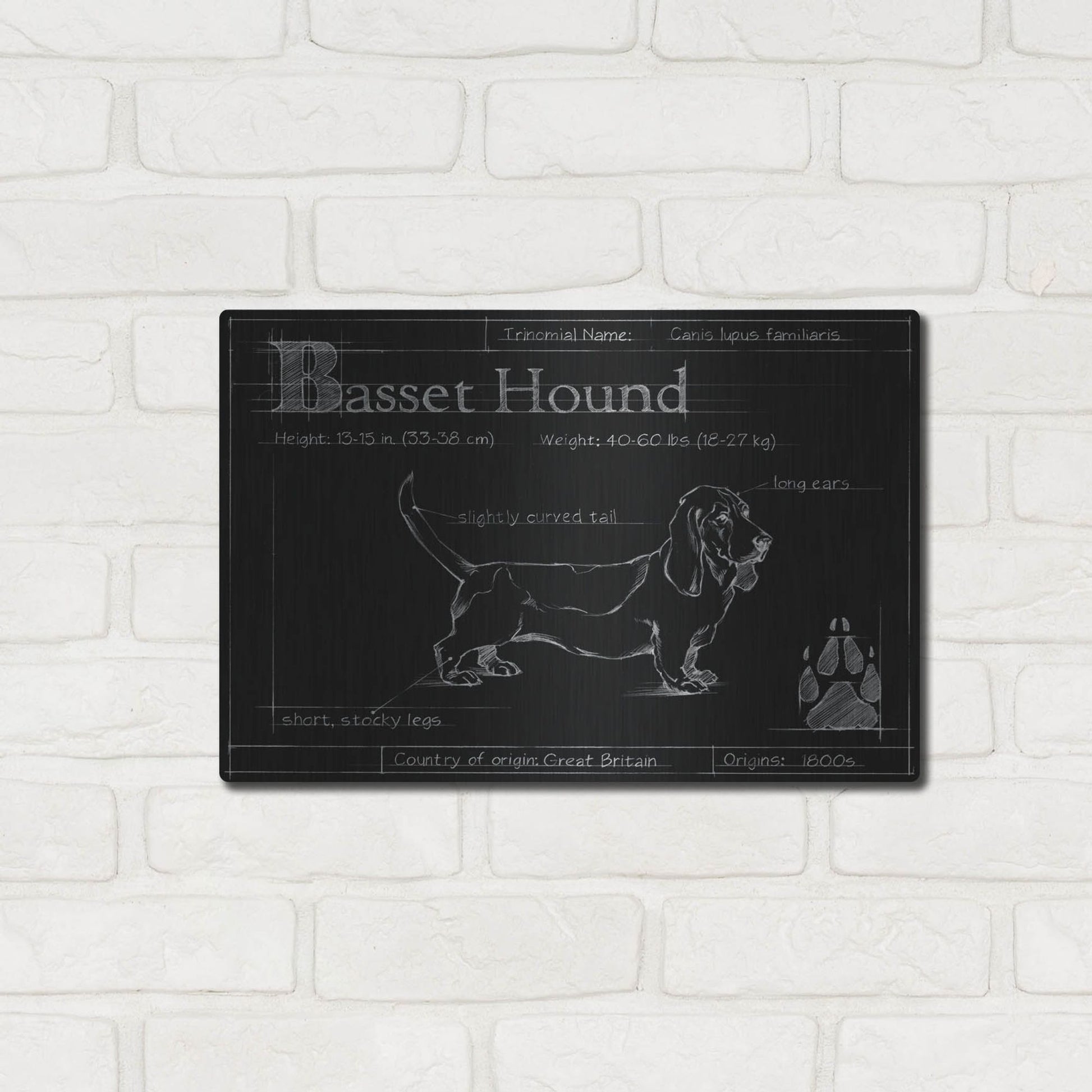 Luxe Metal Art 'Blueprint Bassett Hound' by Ethan Harper, Metal Wall Art,16x12